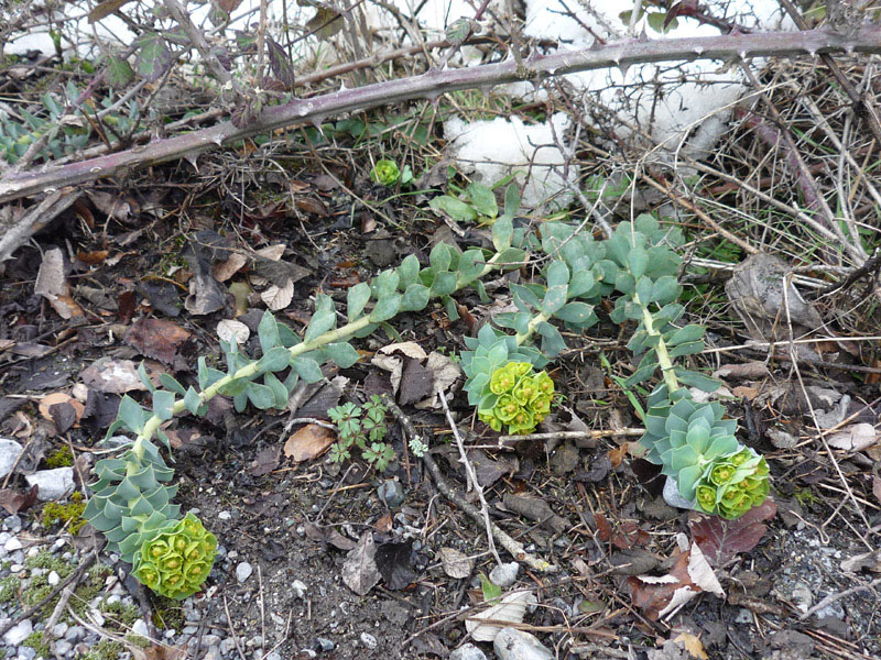 Euphorbia myrsinites